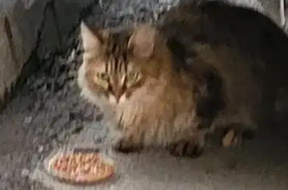 Найдена кошка, ул. Н. Фёдорова, 17, Тюмень