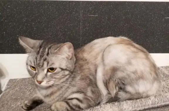 Найдена кошка, Нижневартовск, фото: Кошка найдена: ул. 60 лет Октября, 47