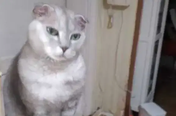 Пропала кошка, ул. Плеханова, Стрельна