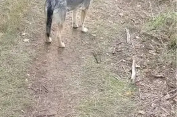 Собаки потеряшки, Оренбург, фото: Потеряшка собака, ул. Берёзка 2/5, Оренбург