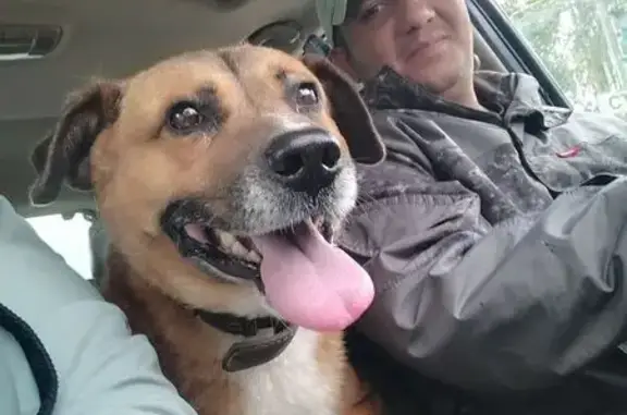 Собаки потеряшки, Московская область, фото: Потеряшка собака, Володарское шоссе