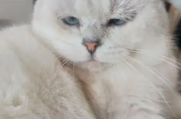 Пропала белая кошка, ул. Макаренко, Воронеж