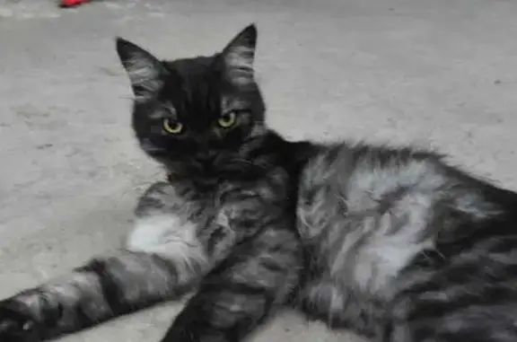 Найдена кошка, Краснодар, фото: Кошка найдена: ул. 3-я Линия, 162