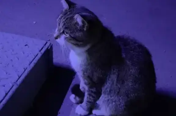 Найдена кошка, , фото: Кошка найдена, ул. Аустрина, Пенза
