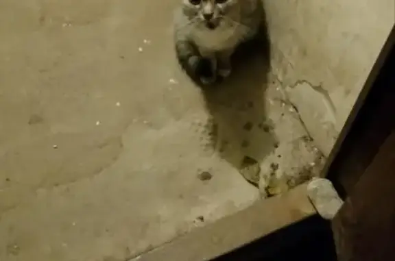 Кошка найдена на Малые Гончары, 14, Тула