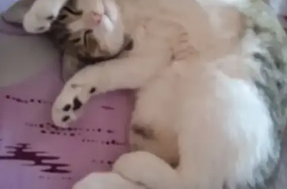 Кошки потеряшки, Армавир, фото: Потеряшка кошка, ул. Сов. Армии, 32, Армавир