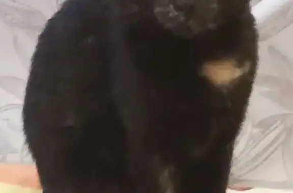 Кошки потеряшки, Калуга, фото: Потеряшка кошка, Московская ул. 309 к1, Калуга