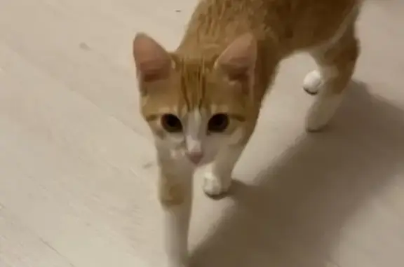 Кошки потеряшки, Светлогорск, фото: Потеряшка кошка, Пригородная 40, Светлогорск