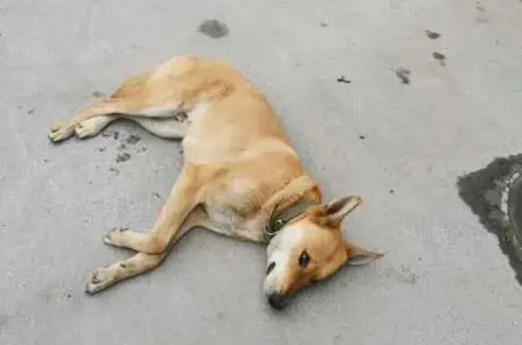 Собаки потеряшки, , фото: Потеряшка собака, Сельсоветский пер., Таганрог