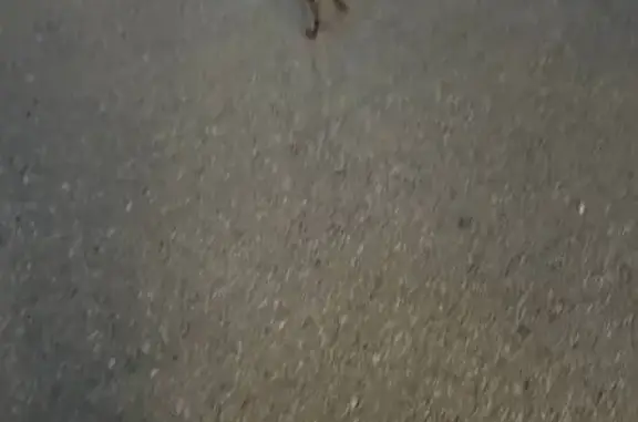 Найдена собака, Саранск, фото: Собака найдена: пр. 50 лет Октября, 29, Саранск