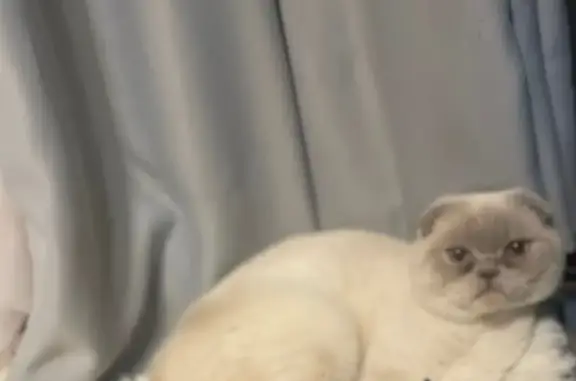 Кошки потеряшки, Таширово, фото: Потеряшка кошка, Полевая ул., 65Б, Таширово