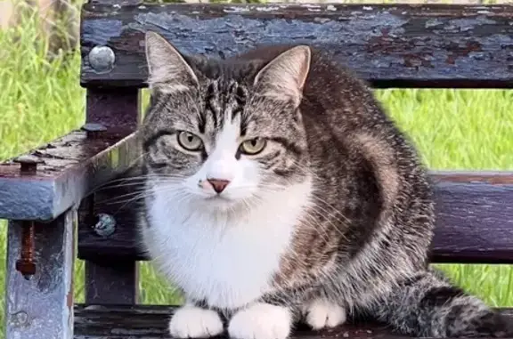 Кошки потеряшки, Варениковская, фото: Потеряшка кошка, ул. Пушкина, Варениковская