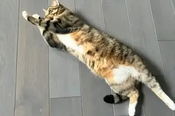 Кошки потеряшки, , фото: Потеряшка кошка, ул. Ленина 25, Внуково