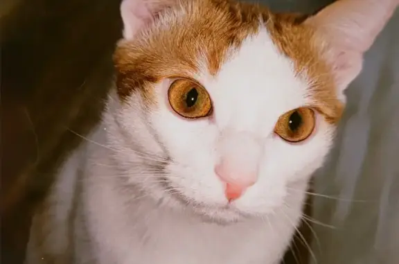 Кошки потеряшки, Северская, фото: Потеряшка кошка, ул. Гагарина 11А, Северская