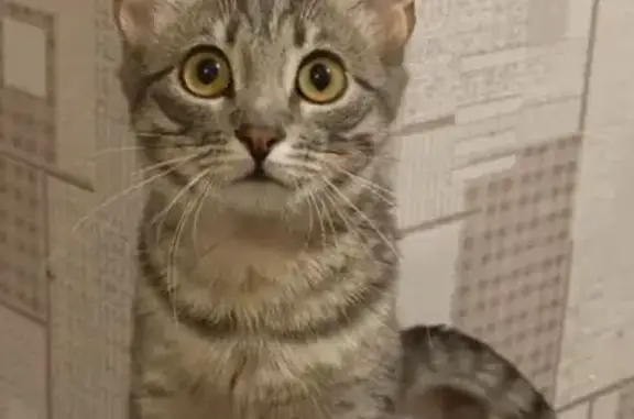 Кошки потеряшки, Тула, фото: Потеряшка кошка, Советская ул., Тула