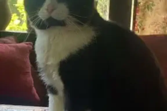 Кошки потеряшки, Истра, фото: Потеряшка кошка, Истра, Центр. ул., 6