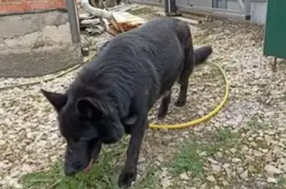 Найдена собака, Орловская область, фото: Найдена овчарка, Орёл, Малая Гать