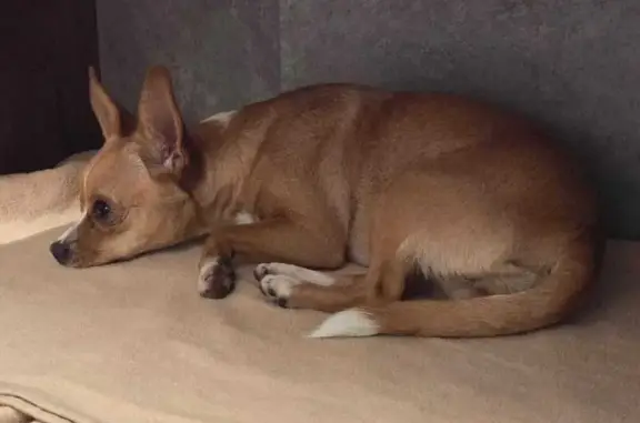 Найдена собака, Екатеринбург, фото: Собака найдена у Вкусно и точка, Малышева