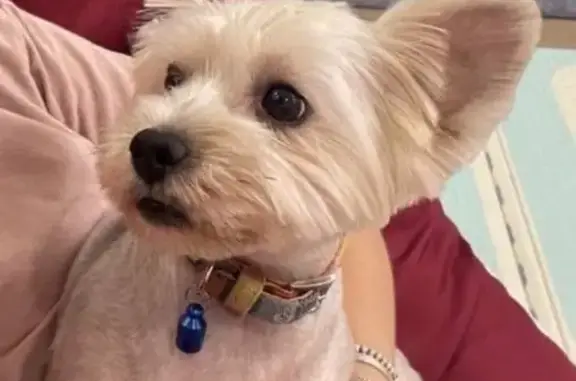 Собаки потеряшки, Мытищи, фото: Потеряшка собака, ул. Селезнёва, Мытищи