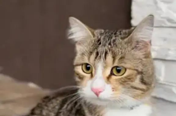 Кошки потеряшки, , фото: Потеряшка кошка на Тюлевой, 52