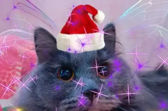 Пропала кошка, Предельная ул., 26