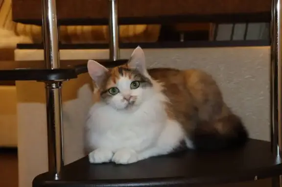 Кошки потеряшки, Звенигово, фото: Потеряшка кошка, Пионерская 4, Звенигово