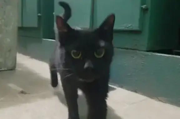 Кошка найдена: ул. Елены Колесовой, 50