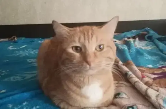 Пропал кот Тима, Финютина 38, Самара