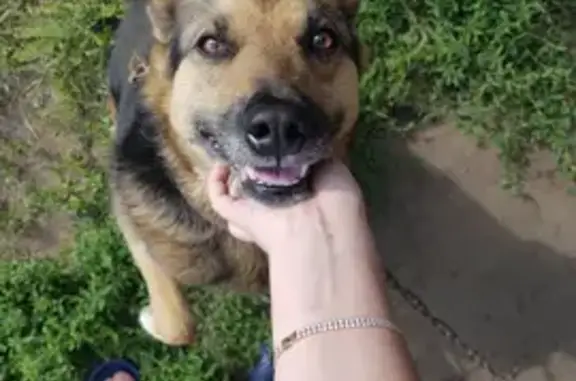 Собаки потеряшки, Омск, фото: Потеряшка собака, Полевая ул. 51, Омск