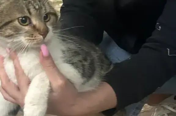 Кошка найдена: ул. Металлургов, 30, Тула