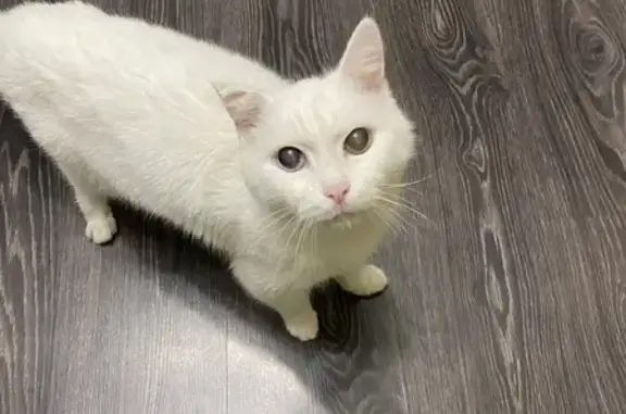 Найдена кошка, Тюмень, фото: Найдена кошка, Сосьвинская 49, Тюмень