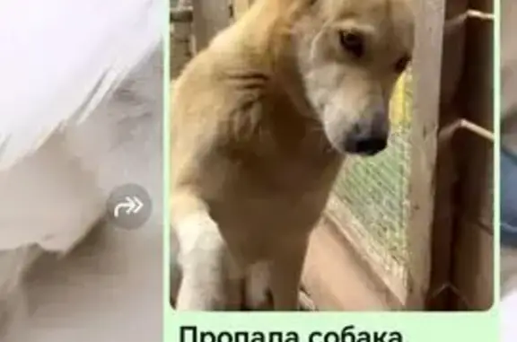 Собаки потеряшки, Оренбургская область, фото: Потеряшка собака: Оренбургская область