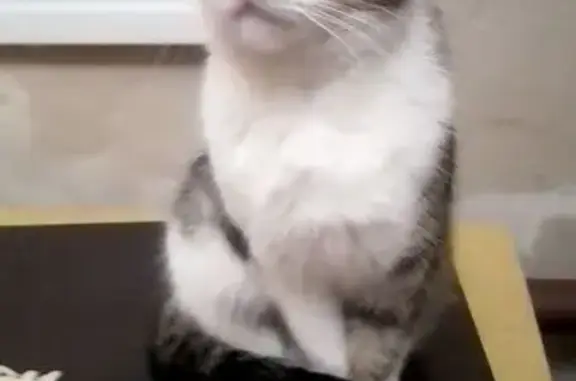 Кошки потеряшки, Волгоград, фото: Потеряшка кошка, Радомская ул., Волгоград