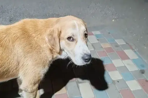 Собака найдена: Краснодонский пер., 1, Волгоград