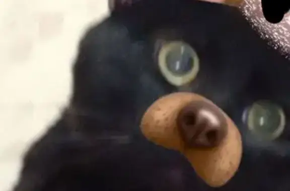 Кошки потеряшки, Саратов, фото: Потеряшка черная кошка, 50 лет Октября, 58