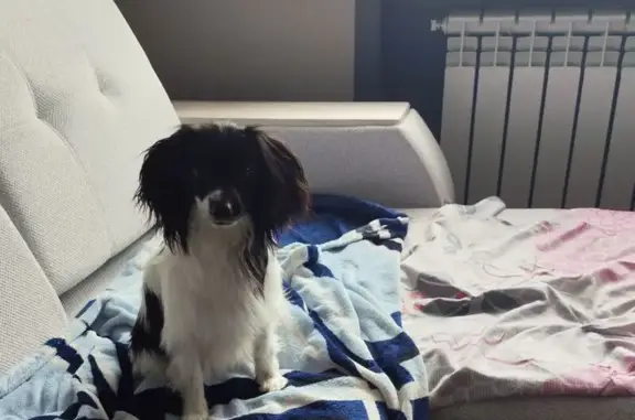 Собаки потеряшки, Саратов, фото: Потеряшка собака, Лесная ул., Саратов