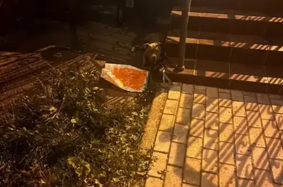 Собака найдена: Арсенальная ул., 20, Тула