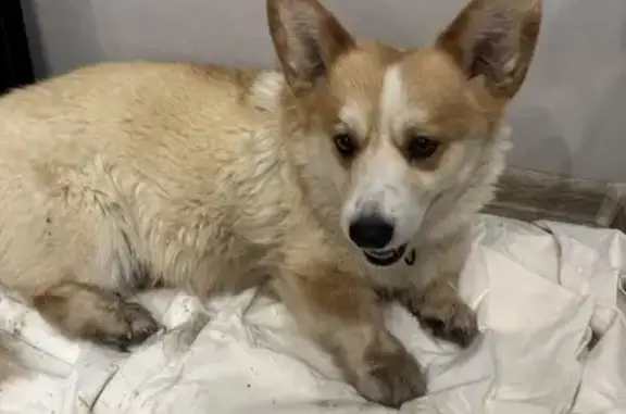 Найдена собака, Иркутск, фото: Собака найдена на Кайской, 52, Иркутск