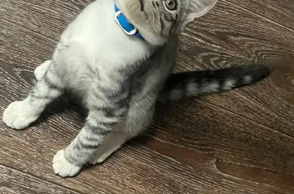 Кошки потеряшки, Оренбург, фото: Потеряшка котенок, Оренбург, Восточный 40