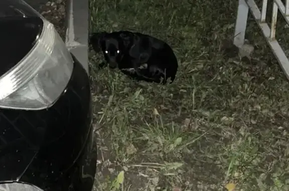 Найдена собака, ул. Сергея Лазо, 18, Томск