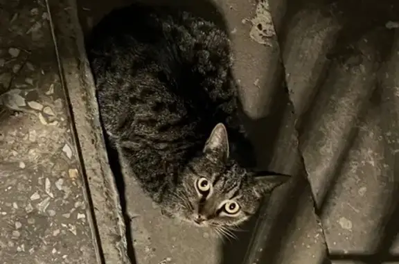 Найдена кошка: ул. Четаева, 41, Казань