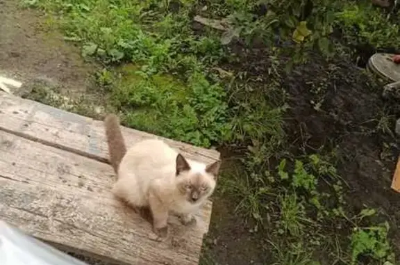 Кошки потеряшки, Тамбов, фото: Потеряшка кошка, Радужная ул., 8, Тамбов