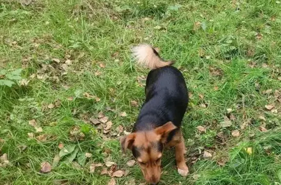 Собаки потеряшки, , фото: Потеряшка собака, Руэмское с/п, Марий Эл