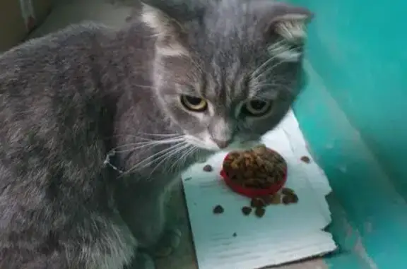 Найдена кошка, Волгоград, фото: Кошка найдена: ул. Н. Отрады, 26А, Волгоград