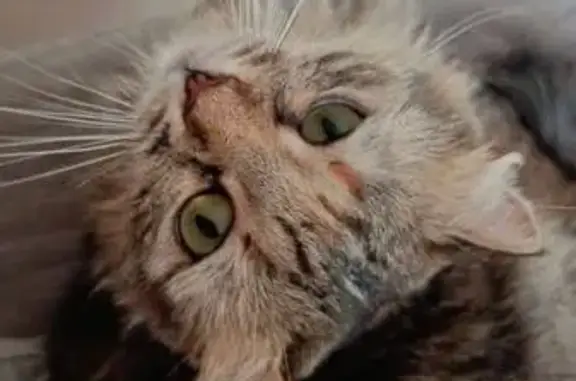 Кошки потеряшки, Узловая, фото: Потеряшка кошка, 50 лет Октября, Узловая