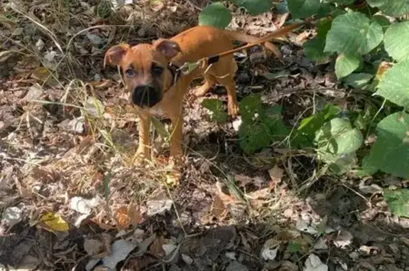 Щенок найден: ул. Антонова-Овсеенко, 44Б