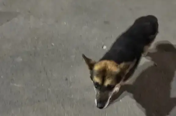 Собака найдена: ул. Вильямса 46, Тула