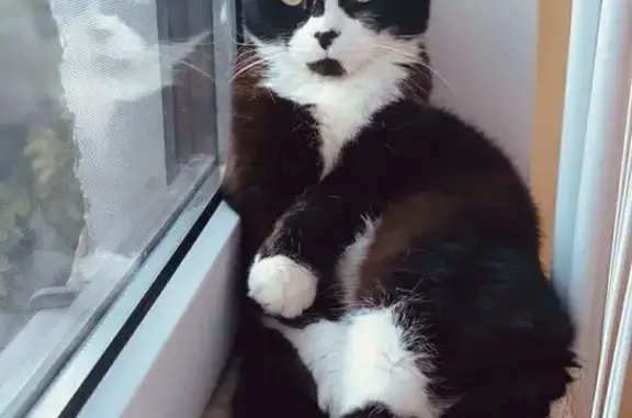 Кошки потеряшки, Супсех, фото: Потеряшка кошка на Советской, 37, Супсех