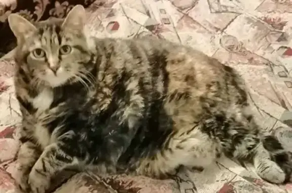 Пропала кошка на Кузьмина, 37, Петрозаводск