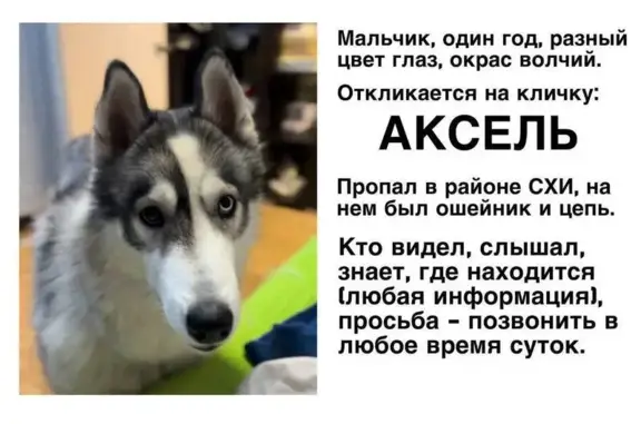 Пропала собака, ул. Танкистов 57, Саратов